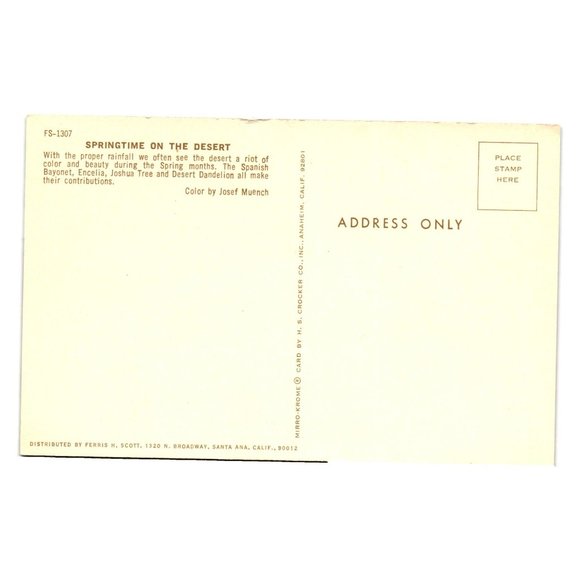 Vintage Postcard Springtime On The Desert Spanish Bayonet, Joshua Tree Dandelion - Picture 2 of 2